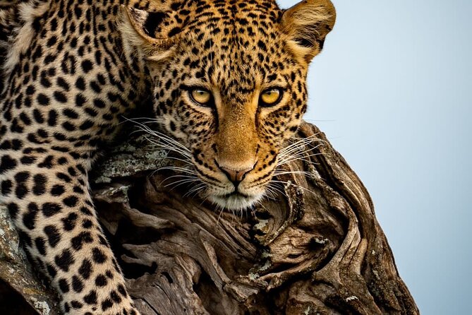 4 Days Tarangire, Serengeti & Ngorongoro Crater Joining Group - Day Three: Sunrise in the Serengeti, Then Ngorongoro