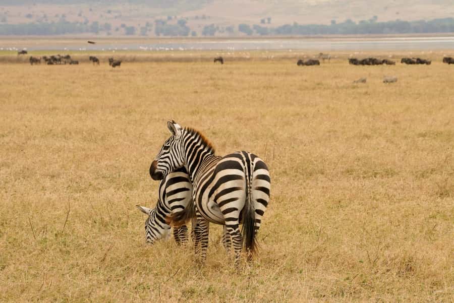 4 Days Tarangire, Serengeti, Ngorongoro Group Camping Safari - Key points at a glance