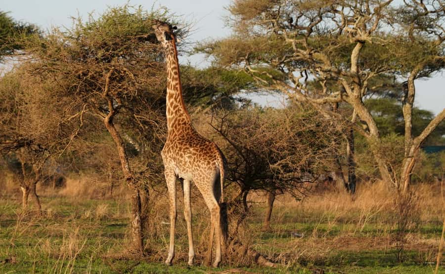 4 Days Tarangire, Serengeti, Ngorongoro Group Camping Safari - A fast route through three famous parks