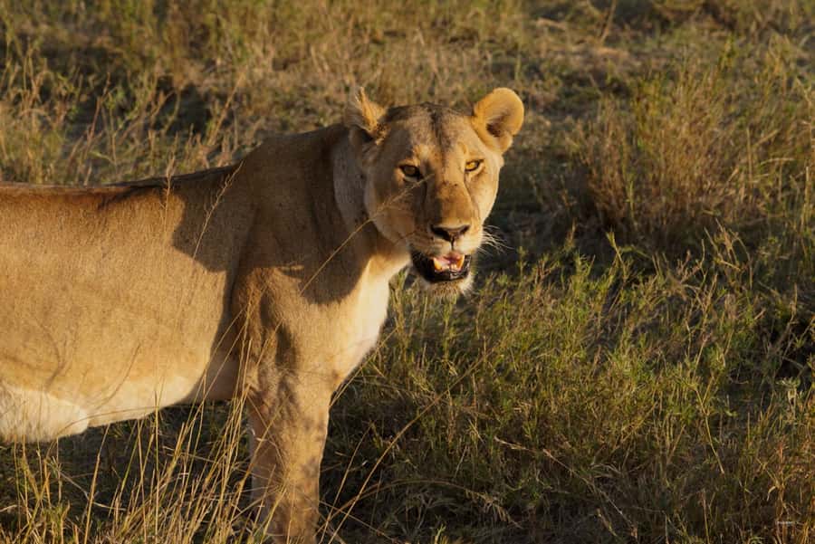 4 Days Tarangire, Serengeti, Ngorongoro Group Camping Safari - Day 1: Tarangire brings the first elephants