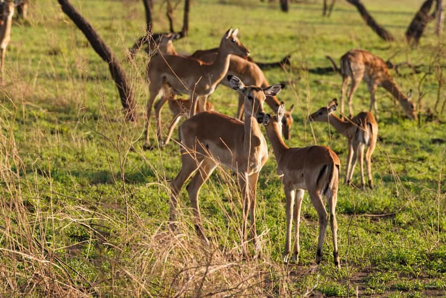 4 Days Tarangire, Serengeti, Ngorongoro Mid-range Safari - Key points at a glance