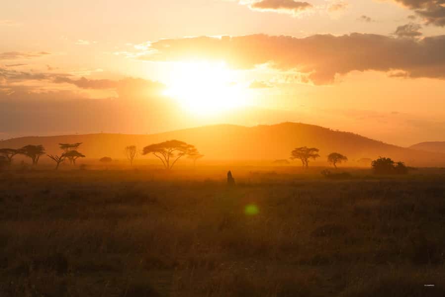 4 Days Tarangire, Serengeti, Ngorongoro Mid-range Safari - Day 2: A long transfer leads into the Serengeti