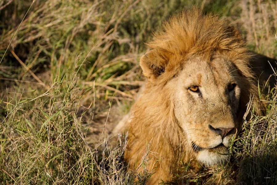 4 Days Tarangire, Serengeti, Ngorongoro Mid-range Safari - Day 4: Ngorongoro Crater packs a lot into one morning