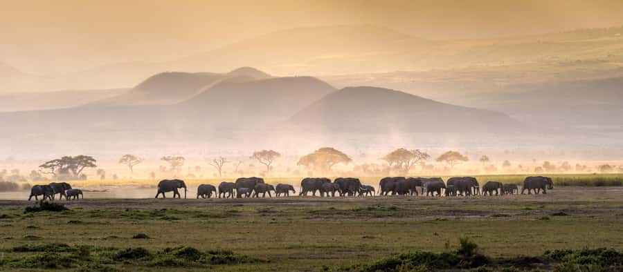4 Days Tarangire, Serengeti, Ngorongoro Mid-range Safari - Day 1: Tarangire brings elephants and baobabs first