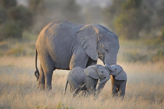 4 days Tarangire, Serengeti & Ngorongoro - Day 1: Tarangire’s elephants and baobab country