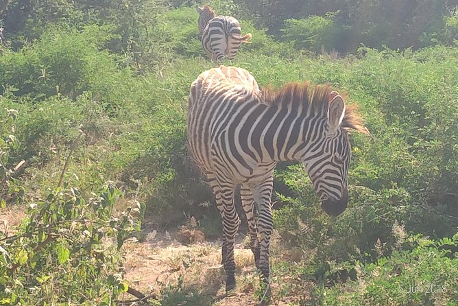 4day's Safari - Starting from Moshi or Arusha at 8:00 am