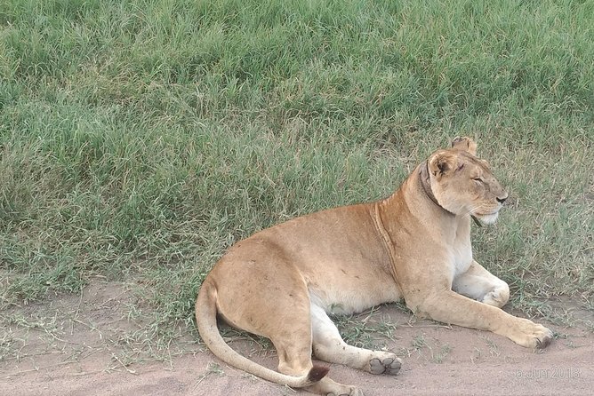 4day's Safari - What the guide and driver service adds