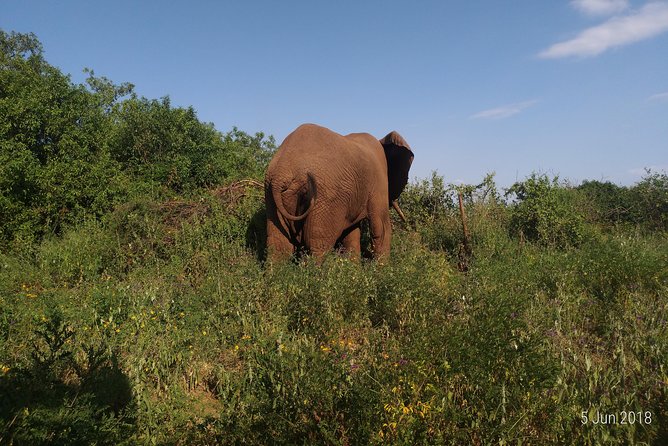 4day's Safari - Why Tarangire makes a good first park