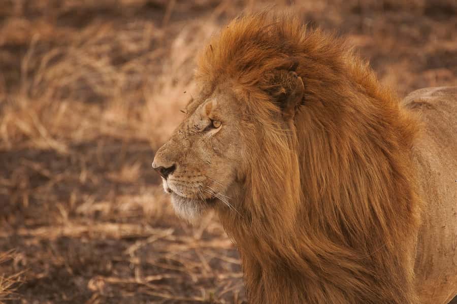 5-day Affordable Joint Group Safari (with Extra Activities) - Key points to know before booking