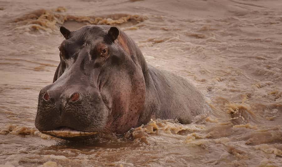 5-day Affordable Joint Group Safari (with Extra Activities) - Days two and three: two full days in the Serengeti