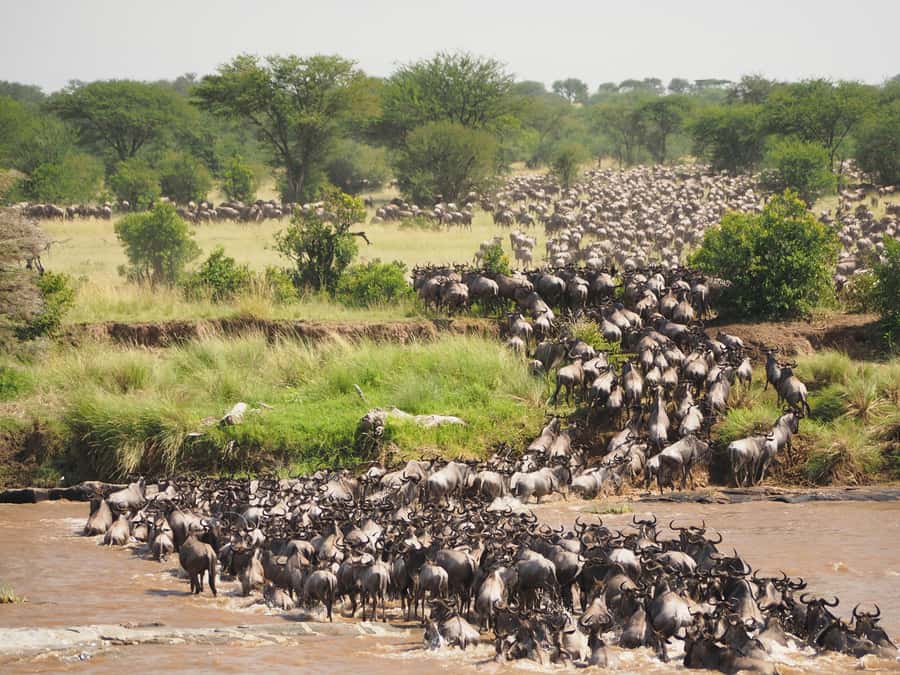 5-day Affordable Joint Group Safari (with Extra Activities) - What the guide and food add to the trip