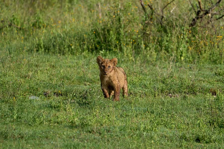 5-day Affordable Joint Group Safari (with Extra Activities) - Who will get the most from this safari?