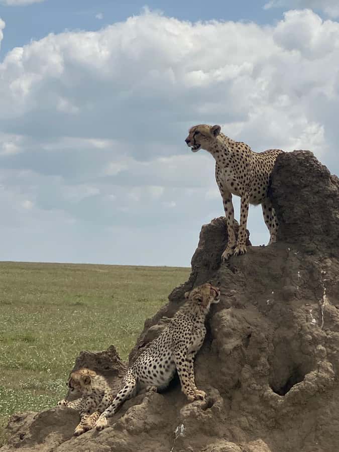 5-day Affordable Joint Group Safari (with Extra Activities) - Day one: elephants and baobabs in Tarangire