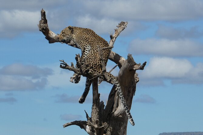 5-Day Group Tour Mid Range - Day 1: elephants and baobabs in Tarangire