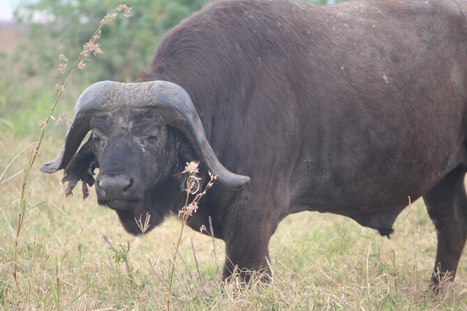 5-Day Highlights mid-Range Crater, Serengeti, Tarangire - The Serengeti earns its full game-drive day