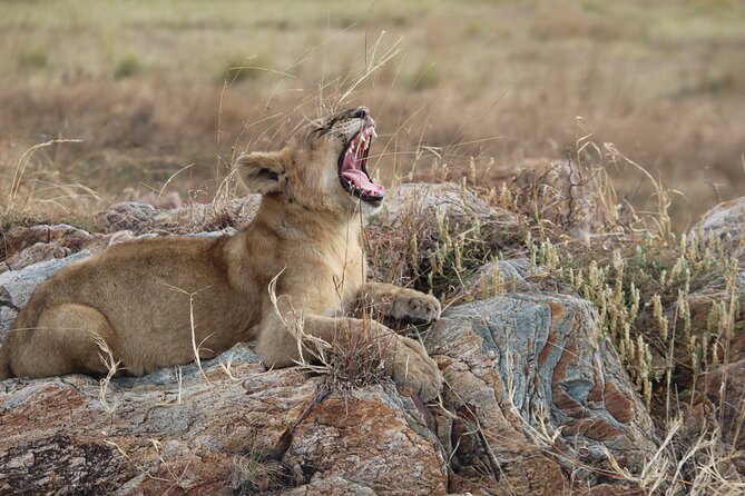5-Day Highlights mid-Range Crater, Serengeti, Tarangire - What $2,327 per person really buys