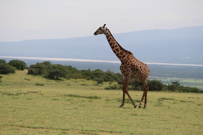 5-Day Highlights mid-Range Crater, Serengeti, Tarangire - Guide quality is the part you cannot measure in advance