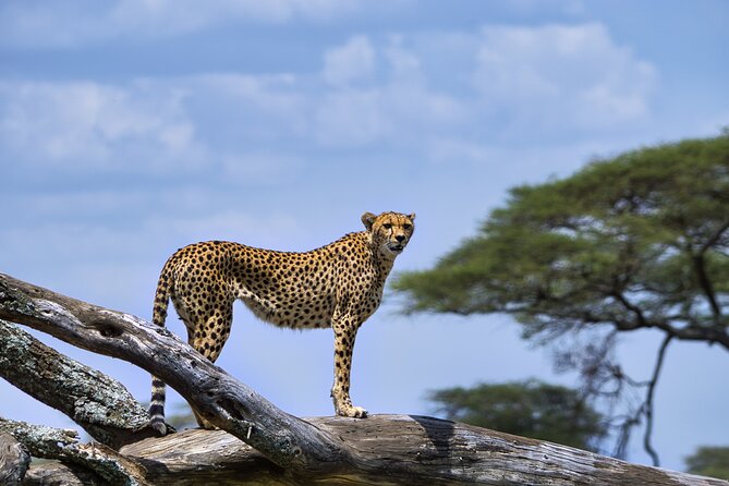5-Day Highlights mid-Range Crater, Serengeti, Tarangire - Who should book this safari