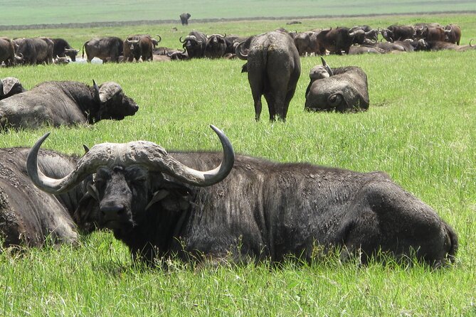 5-Day Lake Manyara, Serengeti, Ngorongoro Crater and Tarangire - Four parks, four different views of Tanzania