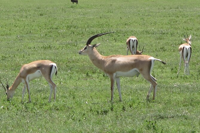 5-Day Lake Manyara, Serengeti, Ngorongoro Crater and Tarangire - What the $1,250 price covers