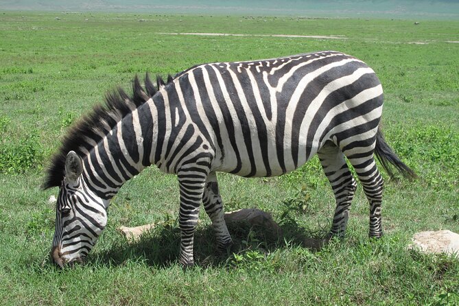 5-Day Lake Manyara, Serengeti, Ngorongoro Crater and Tarangire - Day 1: Lake Manyara’s forest and flamingo country