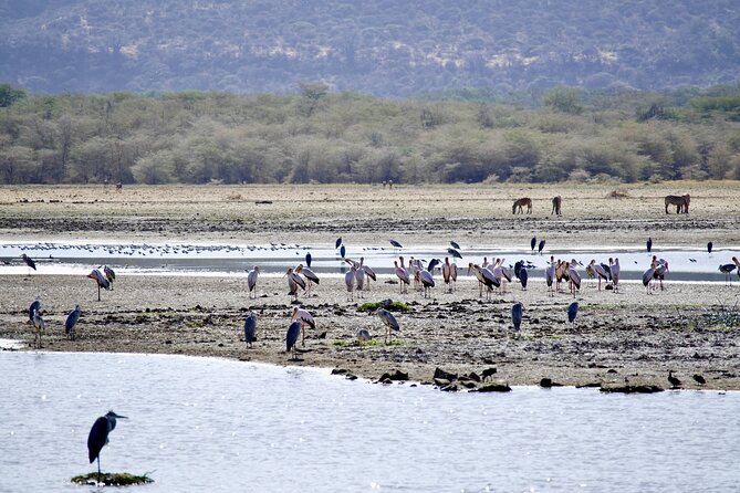 5-Day Majestic Tanzania Safari - High End All Inclusive - Day 1: Lake Manyara’s birds, elephants, and tree-climbing lions