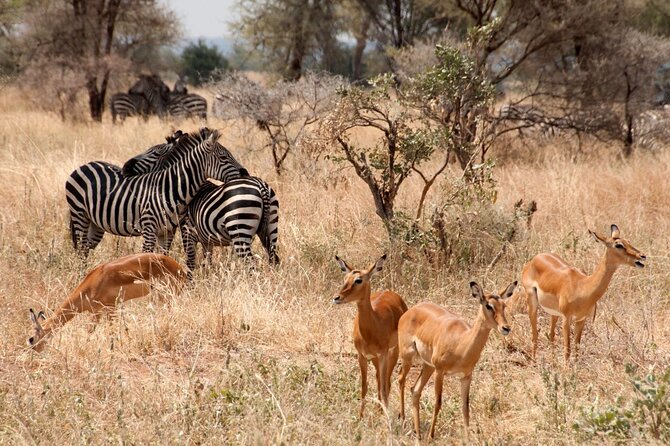 5-Day Mid-Range Safari in Tanzania - Day 5: Returning to Kilimanjaro International Airport