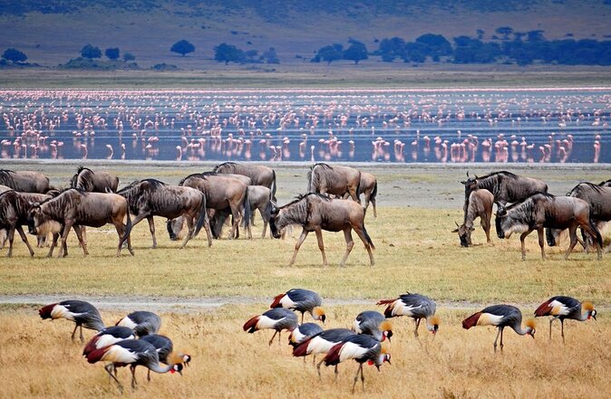 5 Day Mid range Tanzania Safari - What this five-day Tanzania safari gets right