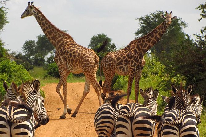 5 Day Mid range Tanzania Safari - Day 3: A full Serengeti game drive in the Seronera area
