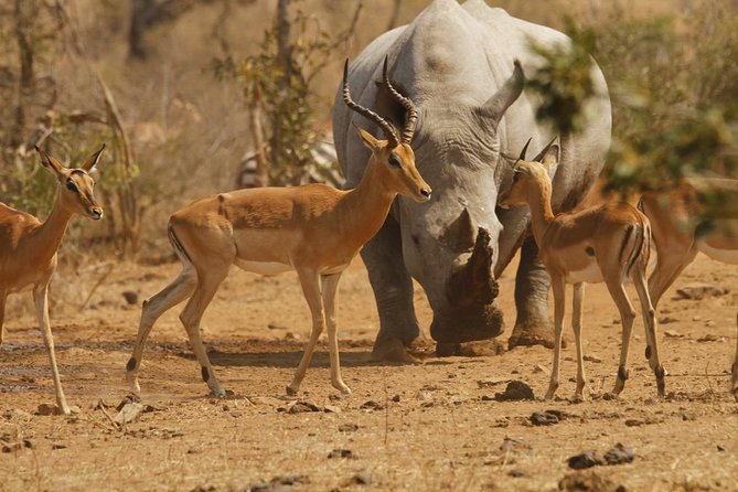 5 Day Mid range Tanzania Safari - Day 4: Olduvai Gorge and the approach to Ngorongoro