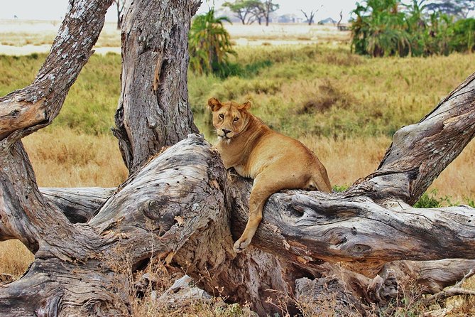 5 Day Mid range Tanzania Safari - Day 5: Descending 600 meters into Ngorongoro Crater