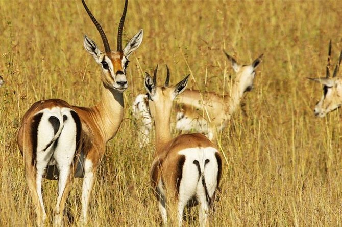 5 Day Mid range Tanzania Safari - What the $2,600 price includes