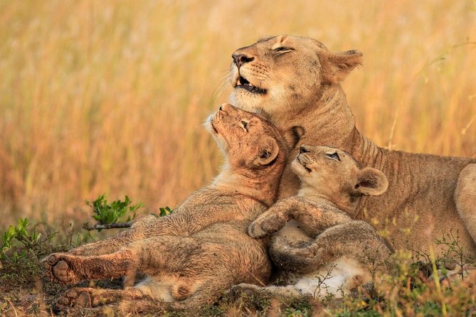 5 Day Mid range Tanzania Safari - Guides, driving, and the small-group setup