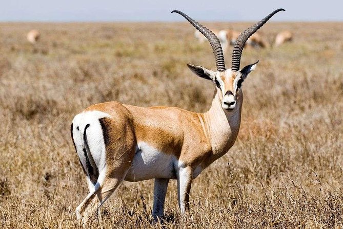 5 Day Mid range Tanzania Safari - Day 2: From the Ngorongoro highlands into the Serengeti