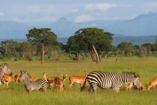 5-Day Mikumi & Ruaha Tanzania Wildlife Lodge Safari - Key points to know before booking