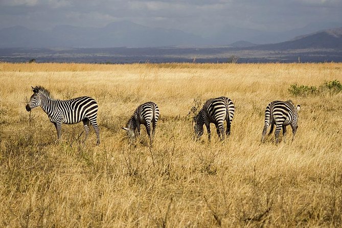 5-Day Mikumi & Ruaha Tanzania Wildlife Lodge Safari - Why Mikumi and Ruaha make a strong southern safari