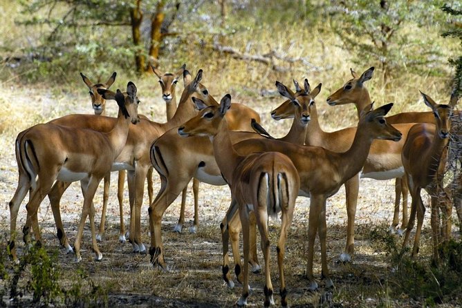 5-Day Mikumi & Ruaha Tanzania Wildlife Lodge Safari - Day 3: A full wildlife day in Ruaha
