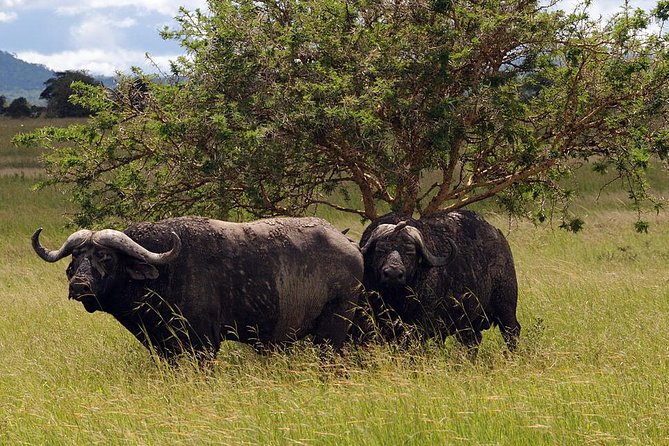5-Day Mikumi & Ruaha Tanzania Wildlife Lodge Safari - Day 1: Drive from Dar es Salaam to Mikumi