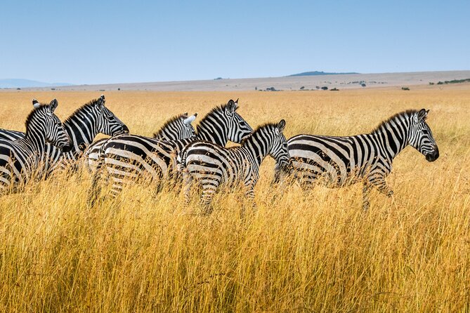 5-Day Ngorongoro Crater and Lake Manyara Safari from Arusha - Four parks packed into five days