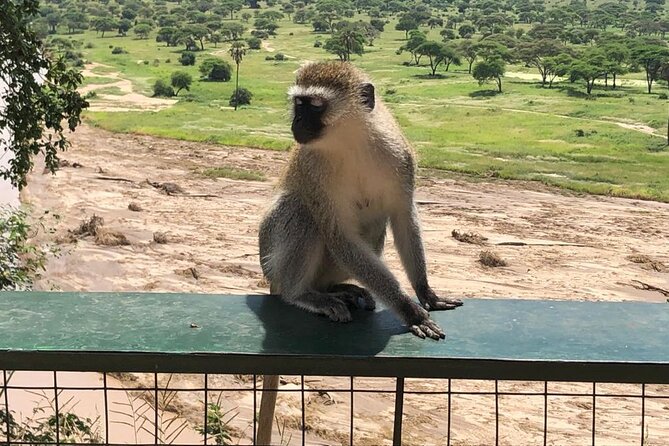 5-Day Ngorongoro Crater and Lake Manyara Safari from Arusha - Day three: sunrise predators and the return route