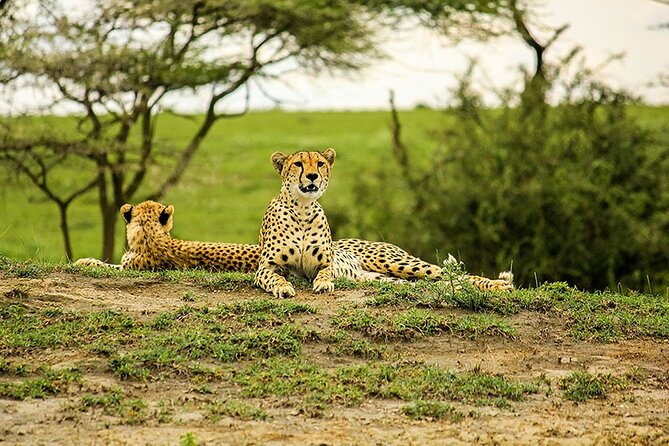 5-Day Ngorongoro Crater and Lake Manyara Safari from Arusha - Day four: six hours inside Ngorongoro Crater