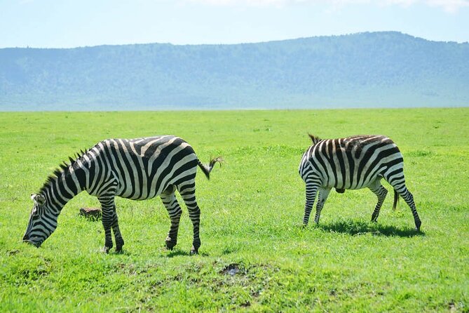 5-Day Ngorongoro Crater and Lake Manyara Safari from Arusha - Day five: Lake Manyara’s forest and flamingoes