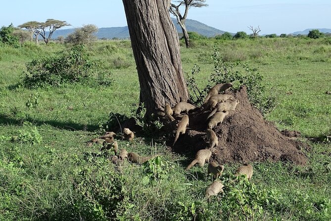 5-Day Ngorongoro Crater and Lake Manyara Safari from Arusha - Camping, lodges, and the daily rhythm