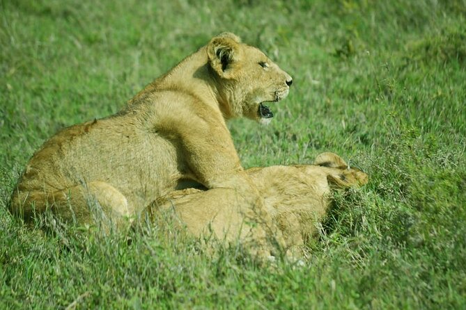 5-Day Ngorongoro Crater and Lake Manyara Safari from Arusha - Guides, cooks, and organization