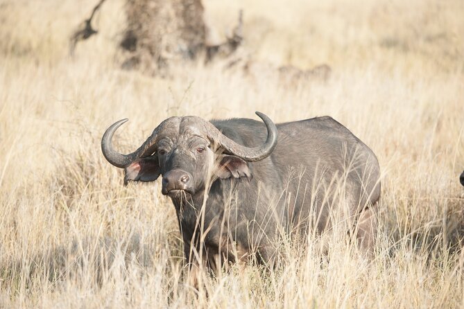 5-Day private Camping Safari Tour in Tanzania - Guides, vehicles, and the human side of the safari