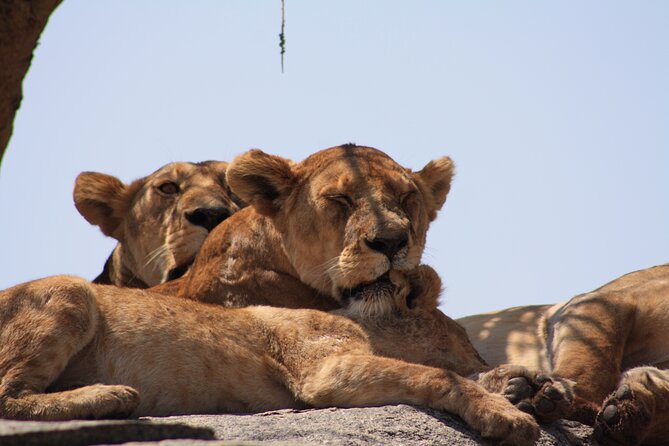5-Day private Camping Safari Tour in Tanzania - Food and camping: where this tour earns its price