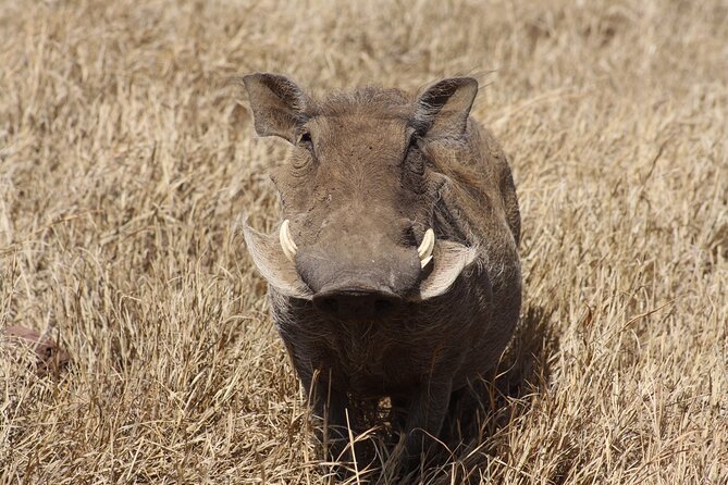 5-Day private Camping Safari Tour in Tanzania - Day 2: Crossing into the Serengeti