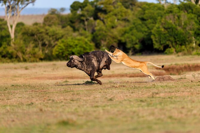 5-Day Private Camping Tour to Serengeti, Ngorongoro & Tarangire - Day 3: A full day in the Serengeti