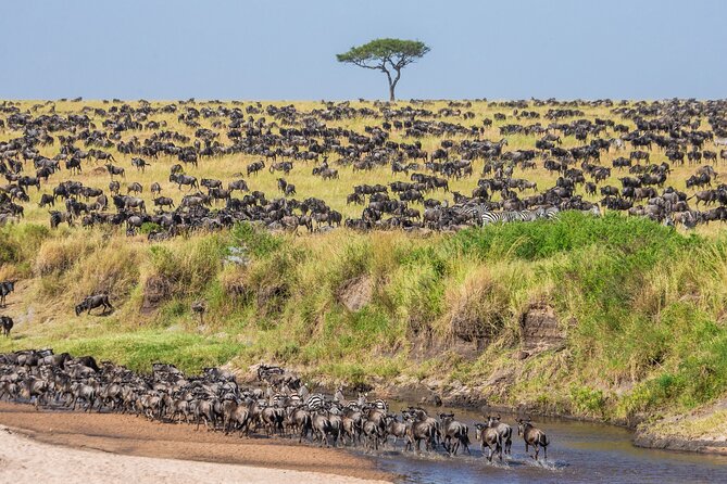 5-Day Private Camping Tour to Serengeti, Ngorongoro & Tarangire - Day 4: Leaving the Serengeti for the crater rim