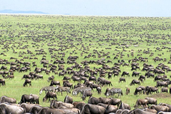 5 Day Private Guided Wildebeest Migration Tour - Day 4: The main Serengeti game-drive day